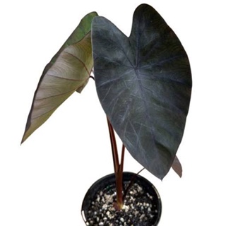 รูปภาพขนาดย่อของบอนดำ แบล็คเมจิก กระถาง 6 นิ้ว สูง 30-40 ซม. Colocasia Black Magic pot 6 30-40 cmลองเช็คราคา