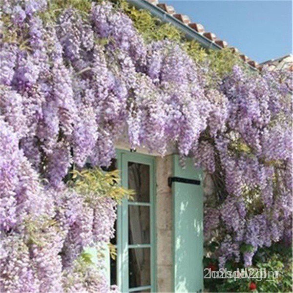 ผลิตภัณฑ์ใหม่-เมล็ดพันธุ์-2pcs-rare-purple-wisteria-flower-seeds-for-diy-home-garden-plants-wisteria-sinensis-s-สวนครัว