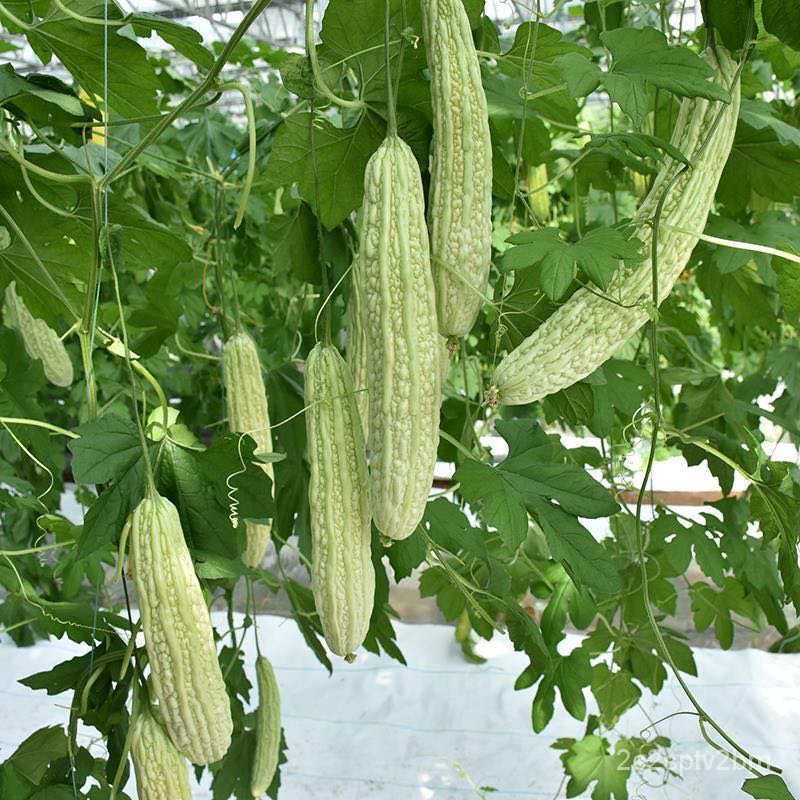 ของแท้-100-เมล็ดพันธุ์-มะระขี้นก-bitter-gourd-20-เมล็ด-เมล็ดพันธุ์ผัก-พัน-ง่าย-ปลูก-สวนครัว-เมล็ด-สวนครัว-jsvb