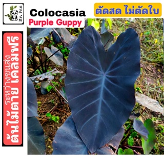 Colocasia Purple Guppy ตัดสด พร้อมใบ โคโลคาเซีย พัวเพิล กรุ๊ปปี้