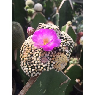 cactus แคคตัส mammillaria luethyi ลูทิไอ กราฟตอสามเหลี่ยม