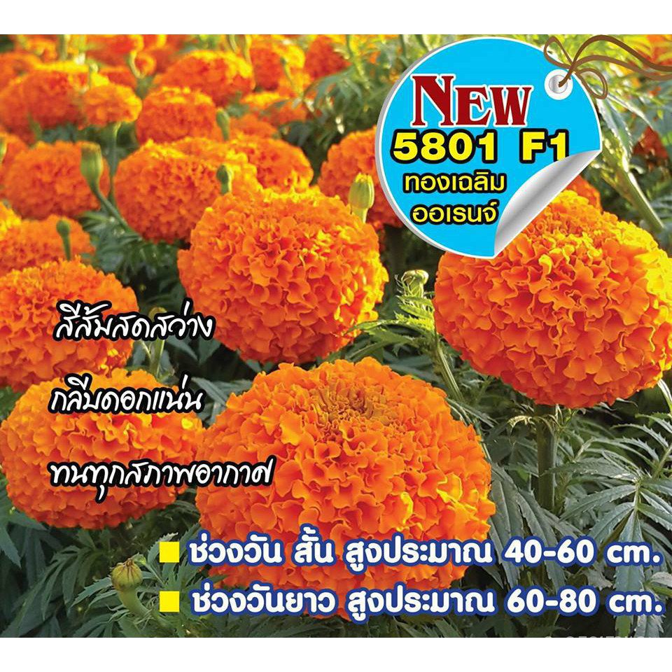 ผลิตภัณฑ์ใหม่-เมล็ดพันธุ์-เมล็ดพันธุ์คุณภาพสูงในสต็อกในประเทศไทย-พร้อมส่ง-ะให้ความสนใจของคุณ100เมล็ด-สีส้ม-ไบรท-ขายดี-o