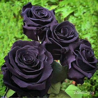 ผลิตภัณฑ์ใหม่ เมล็ดพันธุ์ สปอตสินค้า❤30 เมล็ด เมล็ดอวบอ้วน กุหลาบดำ Black Rose Seeds ดอกใหญ่ นำเข้าจากต่างประเทศ พ/เมล็