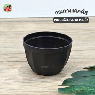 กระถางแคตตัสสีดำ2.5นิ้ว (50ใบ) กระถางพลาสติก กระถางไม้อวบน้ำ