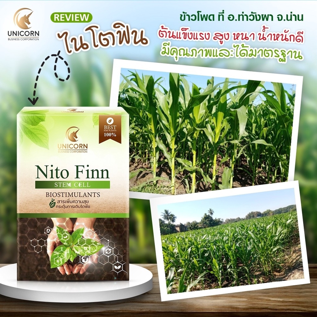 nito-finn-ไนโตร-ฟินน์-อาหารเสริมพืชไร่-พืชผลโตไว-เพิ่มผลผลิต-4tree-ปุ๋ยทางใบ-ปุ๋ยแบบฉีด-ลดต้นทุน-เพิ่มผลผลิต-4t