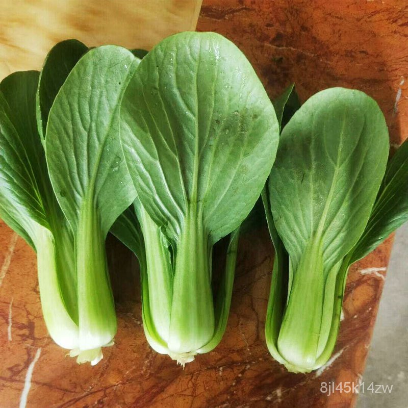 คุณภาพสูง-เมล็ด-เมล็ดพันธุ์-ผักเบบี้ฮ้องเต้-บรรจุ-200-เมล็ด-pak-choi-seeds-vegetable-seeds-c-ง่าย-ปลูก-สวนครัว-ขายดี-h