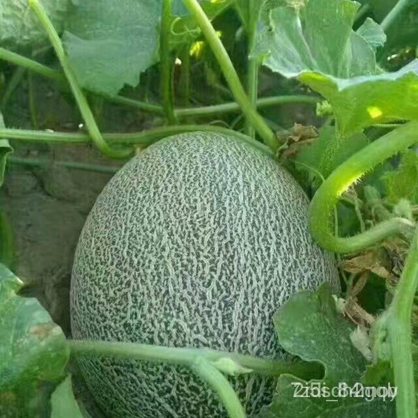 ผลิตภัณฑ์ใหม่-เมล็ดพันธุ์-จุดประเทศไทย-50pcs-hami-melon-seeds-green-sweet-fruit-vegetable-bonsai-plant-japan-c-คล-เ-igo