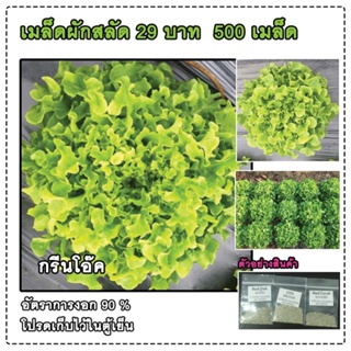 ผลิตภัณฑ์ใหม่ เมล็ดพันธุ์ เมล็ดพันธุ์คุณภาพสูงในสต็อกในประเทศไทยเมล็ดสลัดกรีนโอ๊ค กรีนโอ๊ค Green Oak ถูกสุด 500  ค/เมล็ด