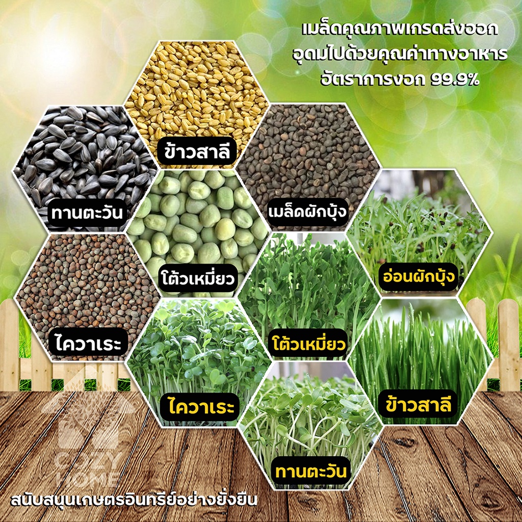 เมล็ดต้นอ่อน-เมล็ดผักไมโครกรีน-9-บาท-microgreen-ทานตะวัน-โตเหมี่ยว-ไควาเระ-ผักบุ้ง-ไมโครกรีน