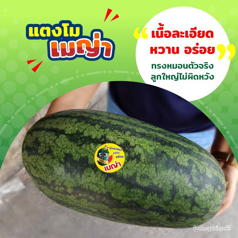 ผลิตภัณฑ์ใหม่-เมล็ดพันธุ์-สปอตสินค้า-ใหม่-ตอปิโด-เมญ่า-เมล็ดอวบอ้วน-แตงโม-แตงโมเมญ่า-เจียไต๋-40กรัม-เมล็ดแตงโ-ดอก-0qe