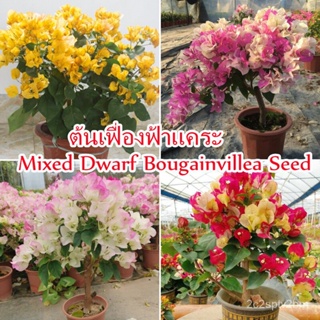 （คุณภาพสูง เมล็ด）เมล็ด คุณภาพดี ราคาถูก ของแท้ 100% Mixed Bougainvillea Flower Seeds (100 See/ง่าย ปลูก สวนครัว /คละ EWI