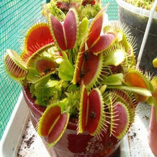 ผลิตภัณฑ์ใหม่ เมล็ดพันธุ์ Venus Flytrap 30 Seeds Plant Venus Flytrap Seeds Fly Trap Carniv/ขายดี็ด RMN8