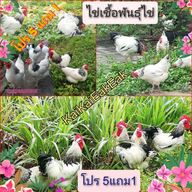 ภาพหน้าปกสินค้าไข่เชื้อ​ ไก่ไข่ไลท์ชัชเชค ระวังร้านค้าปลอมเชื้อแรง​ ไข่ไก่เชื้อ​ ไข่ไก่​พ่อแม่ตามรูป