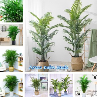 （คุณภาพสูง เมล็ด）ประเทศไทย พร้อมสต็อก Areca Palm Seeds บรรจุ 10 เมล็ดพันธุ์ ต้นไม้ประดับ ต้นไ/ง่าย ปลูก สวนครัว /สวนครัว