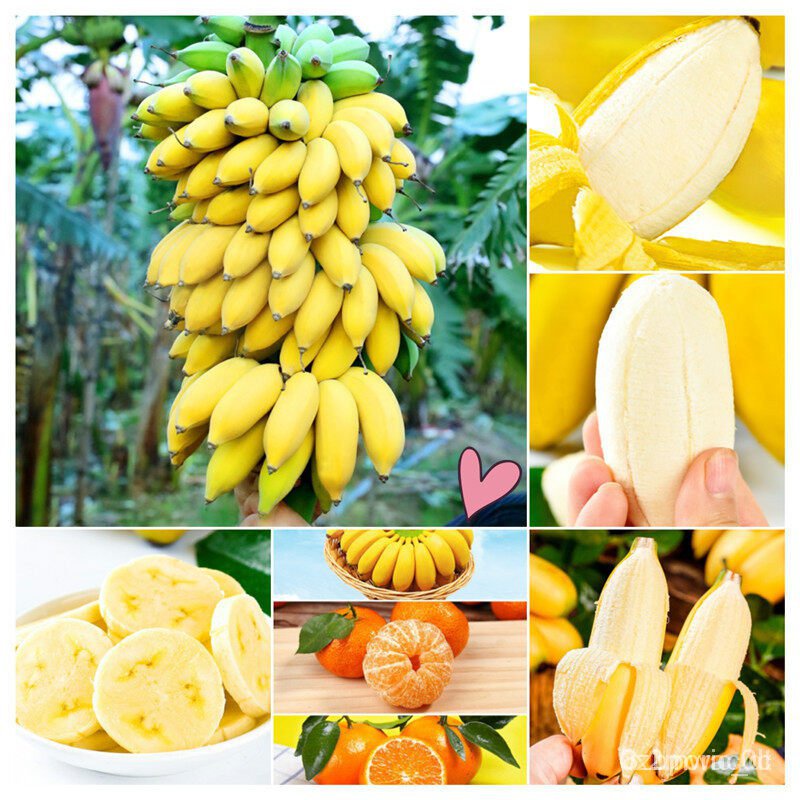 ผลิตภัณฑ์ใหม่-เมล็ดพันธุ์-2022พร้อมส่ง-โปรโมชั่น-เมล็ดอวบอ้วนกล้วยแคระ-ต้นกล้วยจิ๋ว-พืชสวนหายาก-กล้วยบอนไซ-แพ็ก-ดอก-0z0
