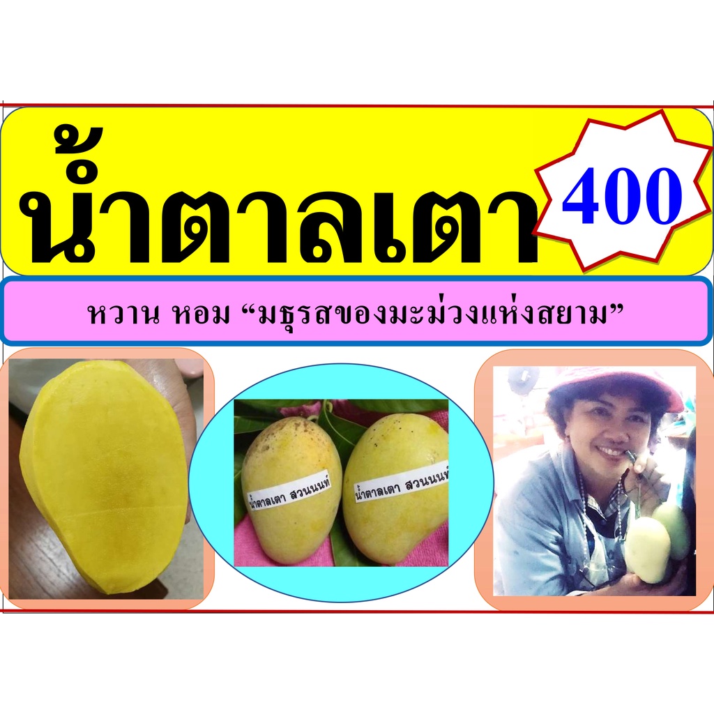 สุดยอดมะม่วงหอม-หวาน-น้ำตาลเตา-จากสวนต้นตำหรับเมืองนนทบุรี-by-อ-วิลาวัลย์-พระราม5-เป็นกิ่งทาบ-พุ่มงาม