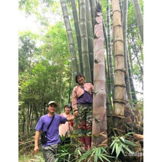ผลิตภัณฑ์ใหม่ เมล็ดพันธุ์ 2022เมล็ดอวบอ้วน ไผ่หน่อยักษ์ (Giant bamboo) บรรจุ 10 เมล็ด ลำต้นใหญ่ หน่อใหญ่ รัปประท/สวนครัว