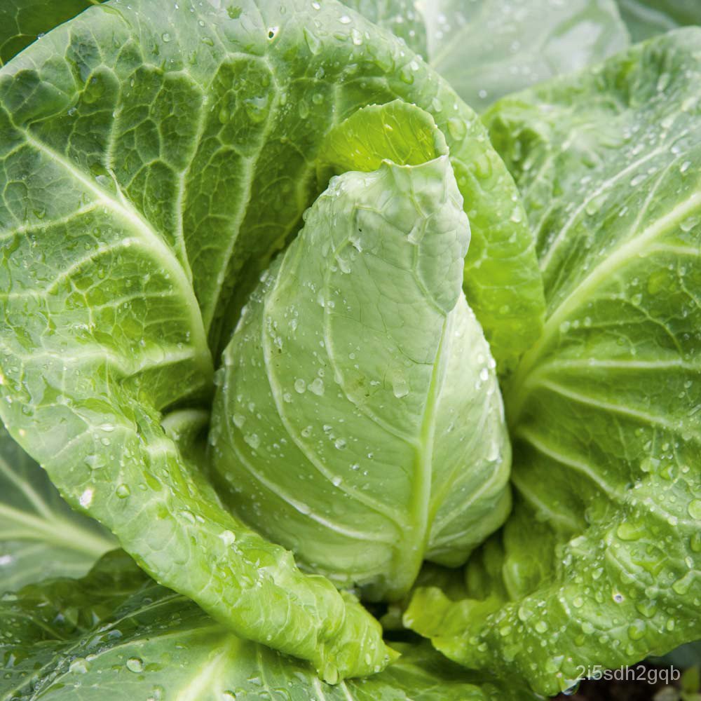 โรงงานขายส่ง-กะหล่ำปลีหัวใจ-pointed-cabbage-ง่าย-ปลูก-สวนครัว-เมล็ด-สวนครัว-b1ma