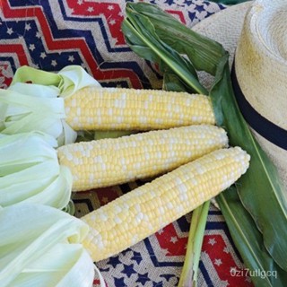 （คุณภาพสูง เมล็ด）เมล็ดพันธุ์ ข้าวโพดหวาน เซเรนดิพิตี้ (Serendipity Triple Sweet Corn F1 Seed)/ง่าย ปลูก สวนครัว /ดอก AOP