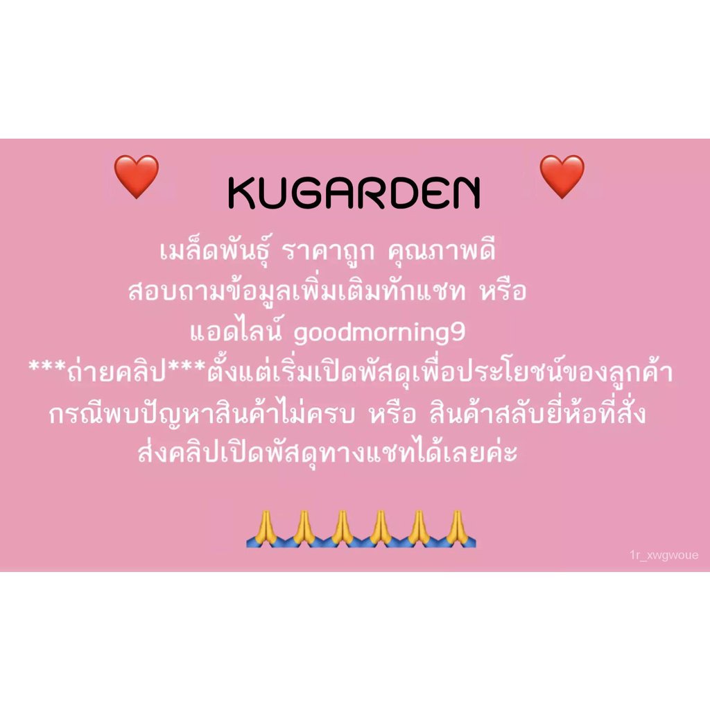 ผลิตภัณฑ์ใหม่-เมล็ดพันธุ์-2022sorndaeng-ผักซอง-ศรแดง-มะเขือเทศ-ปรางทิพย์-ew021-เมล็ดพันธุ์-มะเขือ-เมล็ดพันธุ์-ขายดี-b