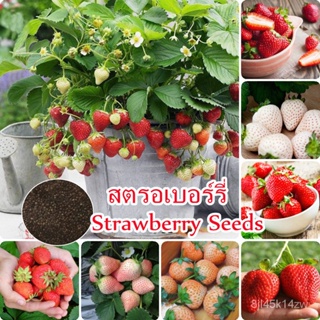（คุณภาพสูง เมล็ด）100 Pcs Strawberry Seeds Fruit Seeds พันธุ์ไม้ผล เมล็ดพันธุ์ ไม้ประดับ ต้นไม/ง่าย ปลูก สวนครัว /ขายด VS