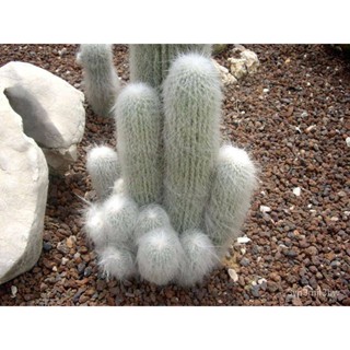 ผลิตภัณฑ์ใหม่ เมล็ดพันธุ์ 2022เมล็ดอวบอ้วน แมมพ่อเฒ่า 40 เมล็ด (OLD MAN CACTUS) Cephalocereus senilis กระบองเพช /ขายด IJ