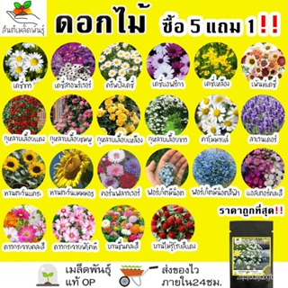 ผลิตภัณฑ์ใหม่ เมล็ดพันธุ์ จุดประเทศไทย ❤เมล็ดพันธุ์เมล็ดอวบอ้วน รวม ชุด ดอกไม้ ปลูกง่าย โตไว เดซี่ขาว/ทานตะวันแ คล/ขา DB