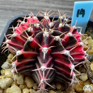 (LB14) ต้นยิมโนด่าง คัดพิเศษ ไม้เมล็ด - (gymnocalycium) - แคคตัส/ง่าย ปลูก สวนครัว เมล็ด/ขายดี Y0UD