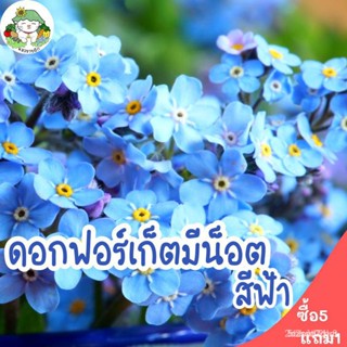 ผลิตภัณฑ์ใหม่ เมล็ดพันธุ์ （ขายส่ง）เมล็ดพันธุ์ ดอกฟอร์เก็ตมีน็อต Forget Me Not 100 เมล็ด เมล็ดพันธุ์แท้ นำเข้าจา /สวนครัว