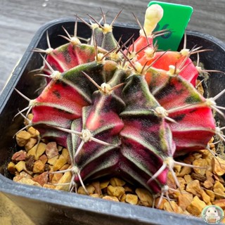 (G36) ต้นยิมโนด่าง คัดพิเศษ ไม้เมล็ด - (gymnocalycium) - แคคตัส/ง่าย ปลูก สวนครัว เมล็ด/ผักสลัด VGQS