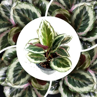 ภาพขนาดย่อสินค้าคล้าไชสตาร์ Calathea Shinestar​กระถาง6นิ้ว