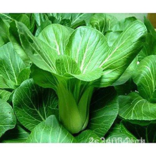 คละ สวนครัว ปลูก จุดประเทศไทย ❤GREEN PAKCHOI VEGETABLE SEEDS (100seeds) - Pakchoyเมล็ดอวบอ้วน 100% รอคอยที่จะให้/ขายด AE