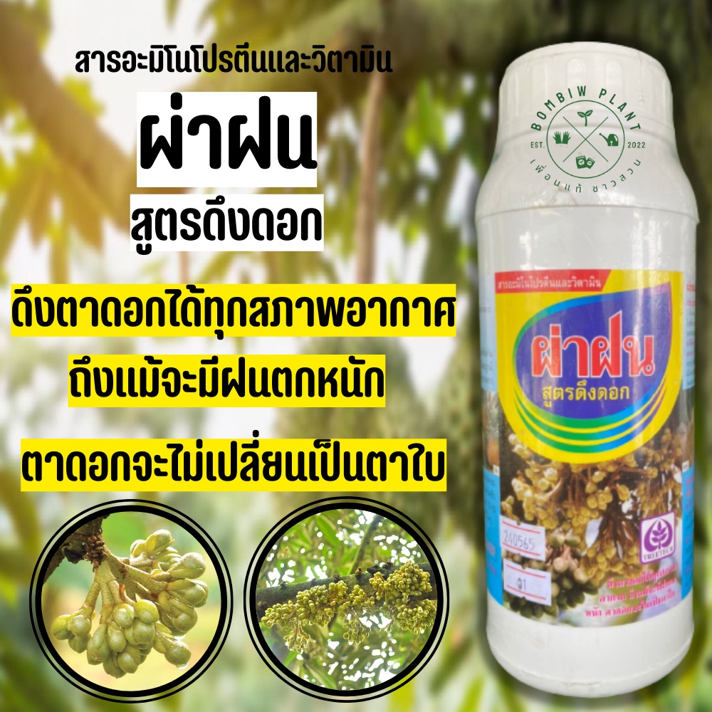 ผ่าฝน-สูตรดึงดอก-ขนาด-1-ลิตร-สำหรับเปิดตาดอก-ดึงตาดอกได้ทุกสภาพอากาศ-ถึงเเม้จะมีฝนตกหนักตลอด-ตาดอกจะไม่เป็นตาใบ