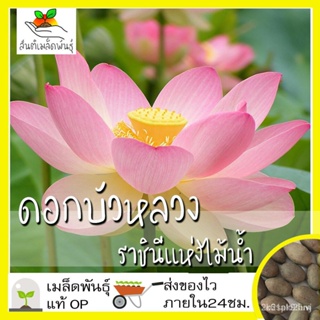 อินทรีย์ ใหม่ สายพันธุ์ เมล็ดพันธุ์คุณภาพสูงในสต็อกในประเทศไทย พร้อมส่งเมล็ดอวบอ้วน ดอก บัวหลวง บัวหลวงสีชมพู 10/ขายดี Y