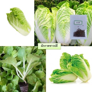 เมล็ดผักกาดขาวปลี 200 เมล็ด (ซื้อ10แถม1 คละได้)/ง่าย ปลูก สวนครัว เมล็ดเมล็ด/ง่าย ปลูก สวนครัว ดอก ต้น/ขายดี F2V9