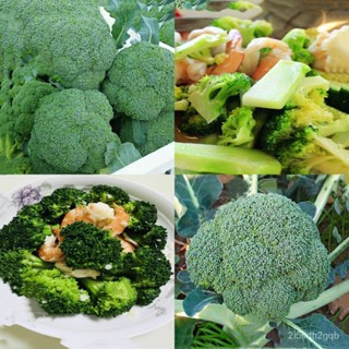 （คุณภาพสูง เมล็ด）เมล็ด บรอคโคลี Broccoli Seeds 200 เมล็ด บอนสีหายาก เมล็ดพันธุ์ผัก พันธุ์ไม้ผ/ง่าย ปลูก สวนครัว /สวนครัว