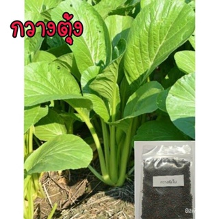 ผลิตภัณฑ์ใหม่ เมล็ดพันธุ์ จุดประเทศไทย ❤เมล็ดอวบอ้วนกวางตุ้ง กวางตุ้ง 10 g ได้เยอะ ปลูกง่าย เมล็ดพันธ์พืช เมล็ด /ดอก IFW