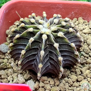 (R40) ต้นยิมโน LB2178 แท้ 13 พู ไม้เมล็ด - (gymnocalycium) - แคคตัส/ง่าย ปลูก สวนครัว เมล็ด/สวนครัว HEII