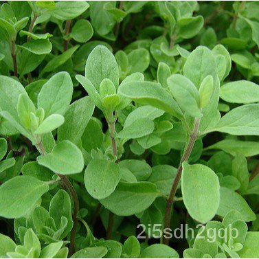 คุณภาพสูง-เมล็ด-เมล็ดพันธุ์-สวีท-มาร์จอแรม-sweet-marjoram-seed-บรรจุ-500-เมล็ด-คุณภาพดี-ราคาถูก-ข-ง่าย-ปลูก-ส-ผักสลัด