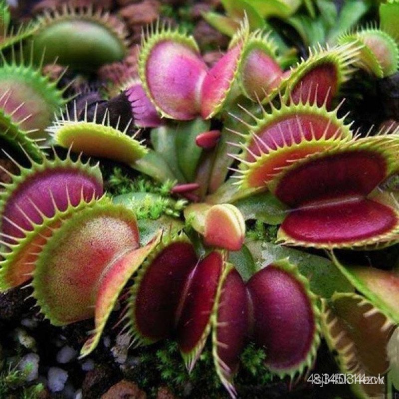 ผลิตภัณฑ์ใหม่-เมล็ดพันธุ์-venus-flytrap-30-seeds-plant-venus-flytrap-seeds-fly-trap-carniv-ขายดี็ด-rmn8