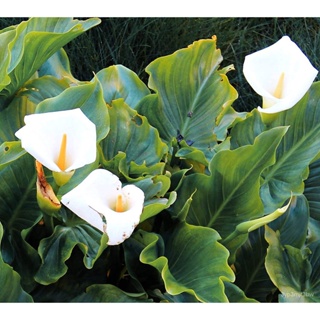 ผลิตภัณฑ์ใหม่ เมล็ดพันธุ์ Rare 10Pcs White Calla Lily Seeds Bonsai Potted Plant Perennial Flowers seeds ldRN คละ ส/เ BKC