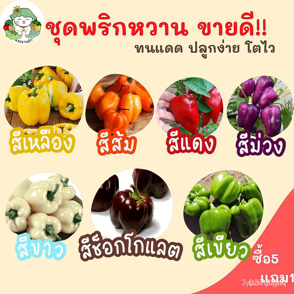 ผลิตภัณฑ์ใหม่-เมล็ดพันธุ์-จุดประเทศไทย-เมล็ดอวบอ้วน-รวม-ชุด-พริกหวาน-ขายดีที่สุด-ปลูกง่าย-พริกหวานสีเหลือง-สี-ดอก-iyr