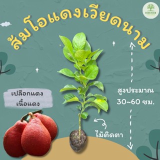 ต้นพันธุ์ส้มโอแดงเวียดนาม ขนาดประมาณ 30~60 ซม.