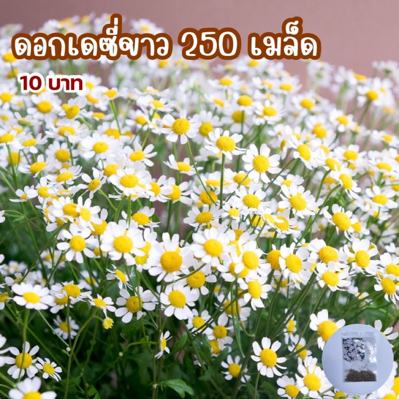 เมล็ดดอกเดซี่ขาว บรรจุ 250 เมล็ด | Shopee Thailand