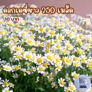 ดอกเดซี่ขาว 250เมล็ด