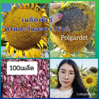 ผลิตภัณฑ์ใหม่ เมล็ดพันธุ์ เมล็ดพันธุ์คุณภาพสูงในสต็อกในประเทศไทย(เมล็ดอวบอ้วนทานตะวันอะควอร่า6)100เมล็ด ดอกใหญ่ /ดอก LNE