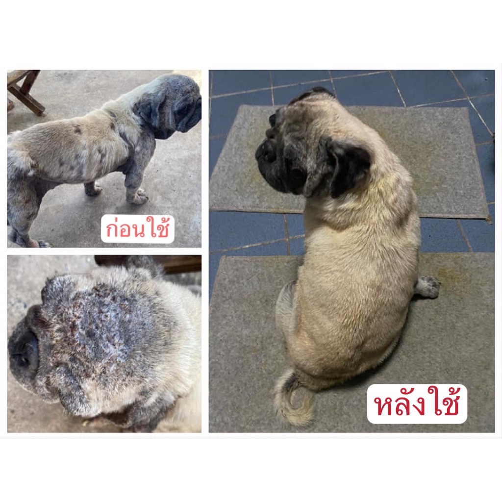 ภาพสินค้าหมอไทยทำเอง บาล์มบรรเทาโรคผิวหนัง ขี้เรื้อนสุนัข เชื้อราแมว ยีสต์ คันเกา แผล 20-50 กรัม สมุนไพร จากร้าน mestock2022 บน Shopee ภาพที่ 7