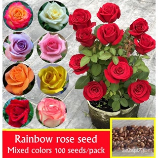 ผลิตภัณฑ์ใหม่ เมล็ดพันธุ์ จุดประเทศไทย ❤100 Seeds/pack Rainbow Rose Seed for Sale Assorted Flower Seeds for Pla /ขายดี R