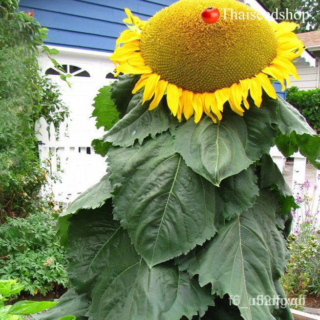 ผลิตภัณฑ์ใหม่-เมล็ดพันธุ์-เมล็ดพันธุ์ทานตะวันยักษ์-giant-sunflower-seeds-เมล็ดพันธุ์นำเข้าจากต่างประเทศคุณภา-ดอก-57h