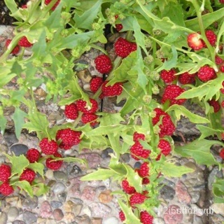 ผลิตภัณฑ์ใหม่ เมล็ดพันธุ์ 2022เมล็ดอวบอ้วน สตอเบอรี่ (Chenopodium Capitatum) บรรจุ 10 เมล็ดเมล็ดอวบอ้วน 100% รอ คล/เมล็ด